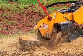 Best Root Management and Removal  in Bromley, KY