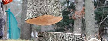Best Hazardous Tree Removal  in Bromley, KY