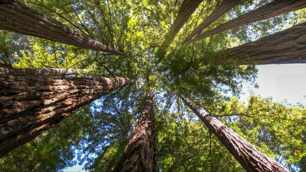 Best Emergency Tree Removal  in Bromley, KY