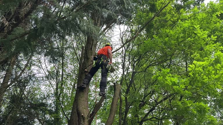 Reliable Bromley, KY Tree Services Solutions