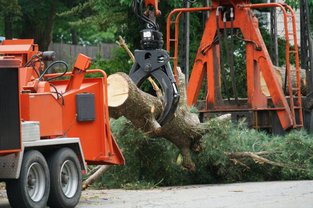 Best Tree Mulching  in Bromley, KY