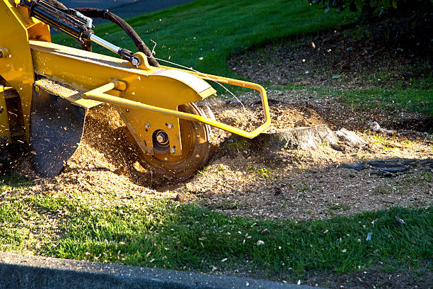 Best Utility Line Clearance  in Bromley, KY
