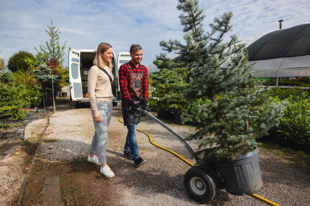 How Our Tree Care Process Works  in  Bromley, KY